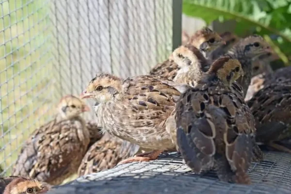 Quail Breed