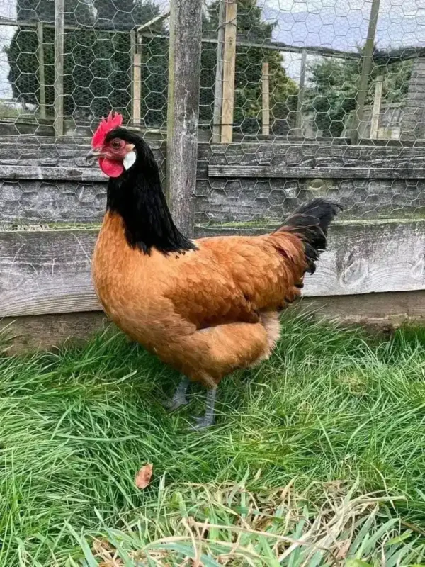 Vorwerk Hen